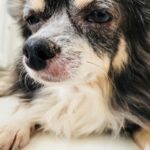 犬のアレルギー検査は無駄なの？ アレルギーの種類や症状について解説！